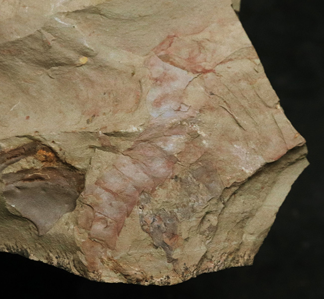 2007年に初記載された一属一種の希少生物！中国雲南省关山（かんざん