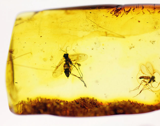 ものすっごく分かりやすくハエが2匹内包されたバルト海産虫入り琥珀