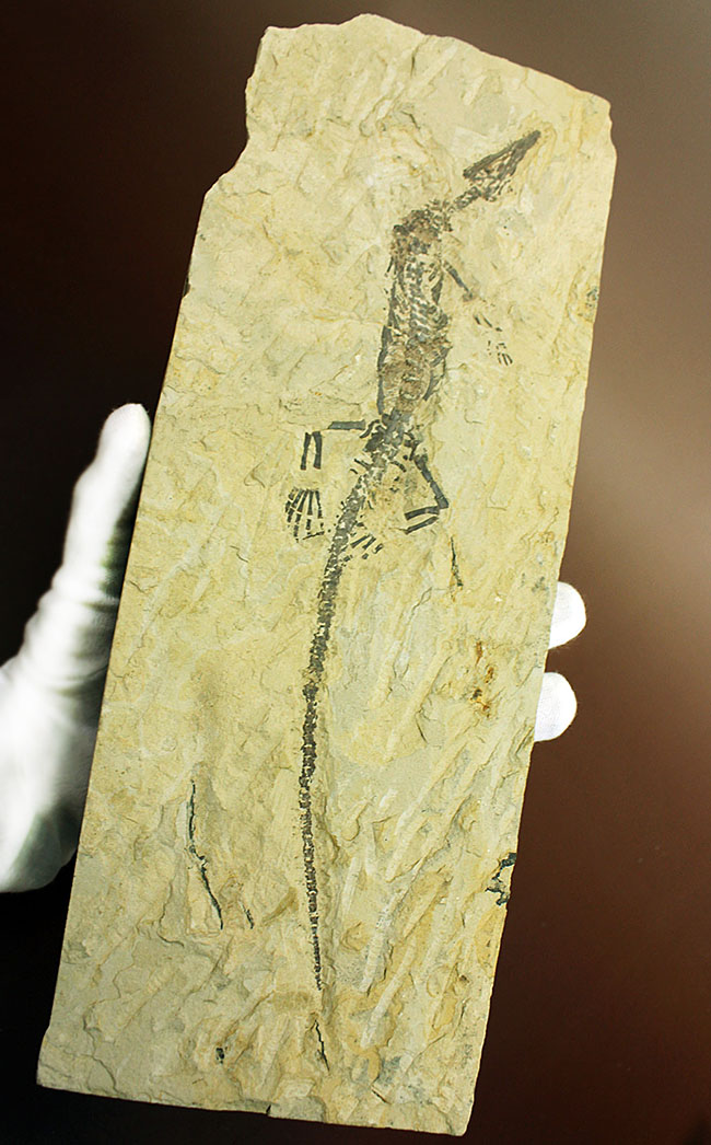 あいつがやってきた！人気の希少生物ブラジル産メソサウルス