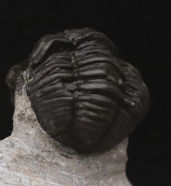 モロッコ産出 大型三葉虫 化石 アカドラドキシデス．ブリアレウス 現状