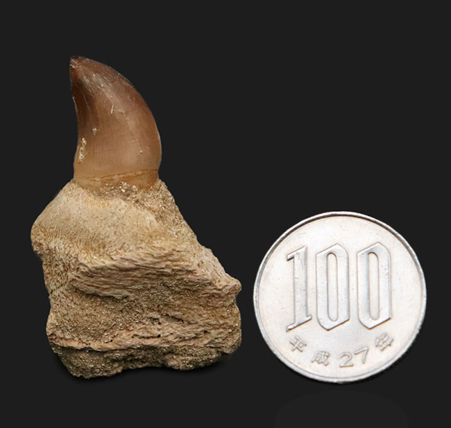 白亜紀後期の海の王者、モササウルス（Mosasaurus）の歯根付きの歯化石