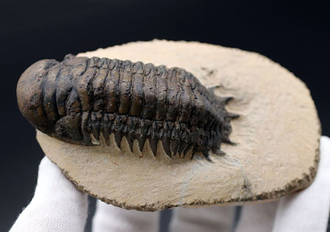 高品位 立体三葉虫 Crotarocephalus.sp 高品位 立体三葉虫