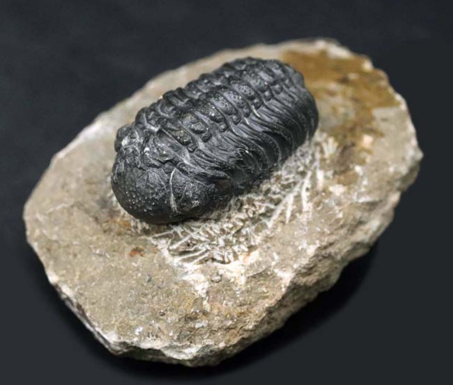 リードプス [PH101] 三葉虫 化石 ファコプス 【公式通販】