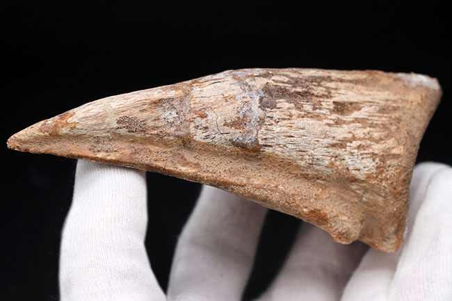 恐竜化石コレクター垂涎のアイテム！どの角度から眺めても完全な保存