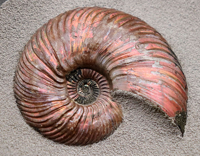 特大！インテリアとして完成された非常に美しい、ロシア産アンモナイト