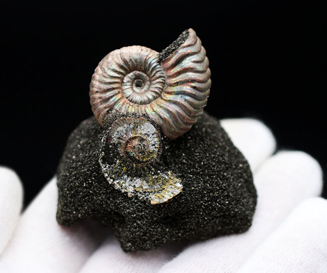 レアなロシア産の遊色アンモナイト、ヴェルツムニセラス