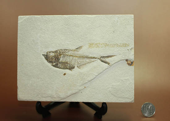 骨の浮き出方が美しい！ワイオミング州グリーンリバー層の古代魚ディ