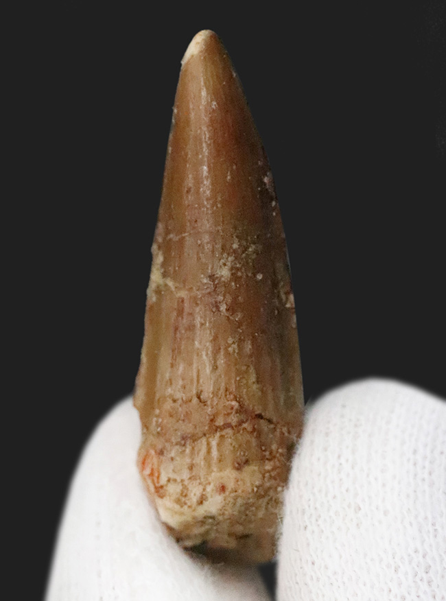 北海道 中頓別 アンモナイト 化石 /クリスマス 恐竜 三葉虫 アウトドア