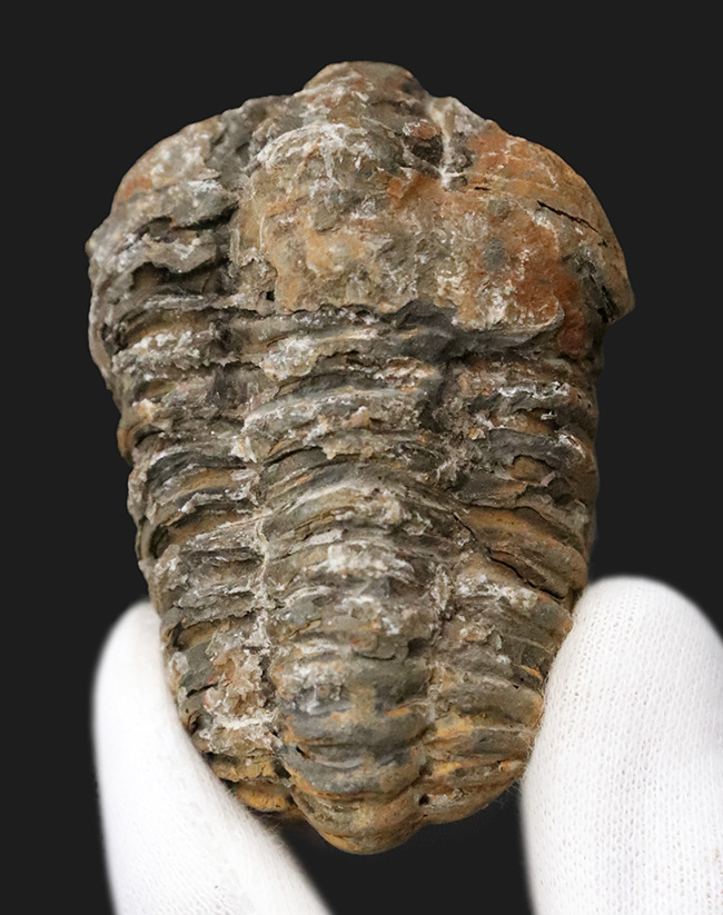 北海道 中頓別 アンモナイト 化石 /クリスマス 恐竜 三葉虫 アウトドア