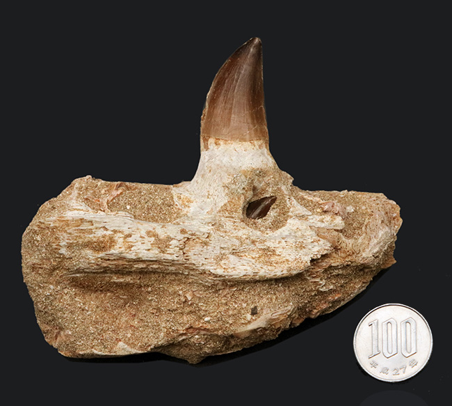 グリポサウルス 化石 デンタルバッテリー 上顎 本物 209mm fr25