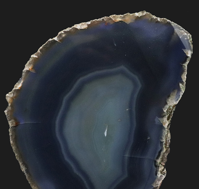 重量1キログラム超え、最大部16センチに達する大きなブラジル産の縞