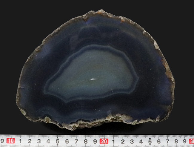 重量1キログラム超え、最大部16センチに達する大きなブラジル産の縞