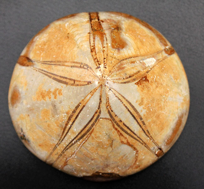 美しい五放射相称！恐竜が大地を闊歩していた時代に棲息していたウニ