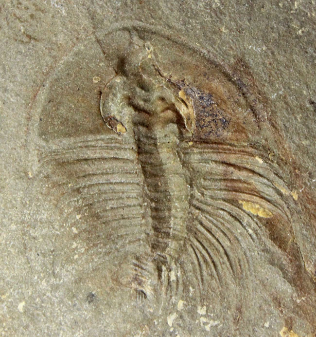 これはレア、価値高い。最古の三葉虫の一つ、オレネルスが三体、収まっ