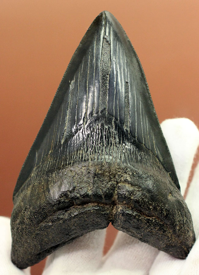 コレクデョングレード、分厚い（26ミリ）、重い。メガロドンの歯化石