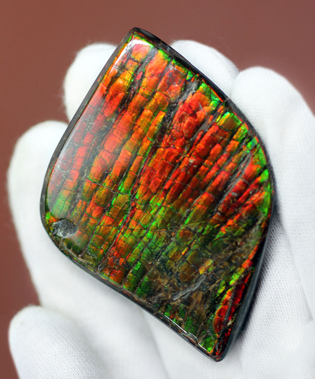 これがドラゴンスキンだ！宝石として認知されているアンモライトの高