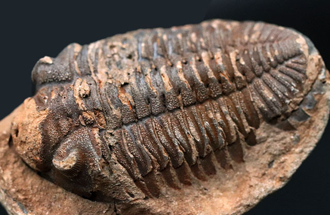 三葉虫 化石 fossil ボリビア trilobite 三葉虫綱 三葉虫管理⑦ 【公式