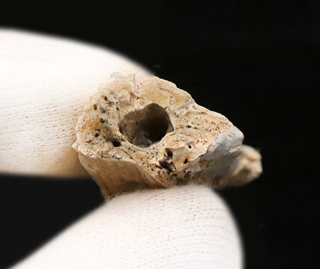 歯は着脱可能。白亜紀末の湿地を統べるワニ、米国ヘルクリーク累層産