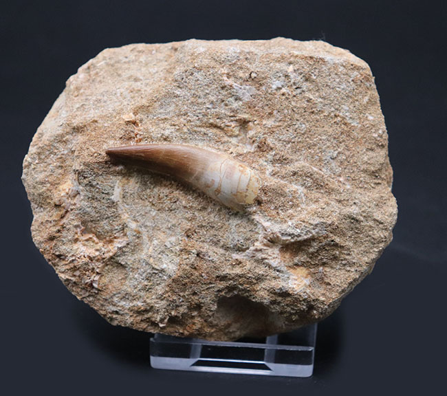 パーフェクト！首長竜（Elasmosaurus sp.）エラスモサウルスの極めて