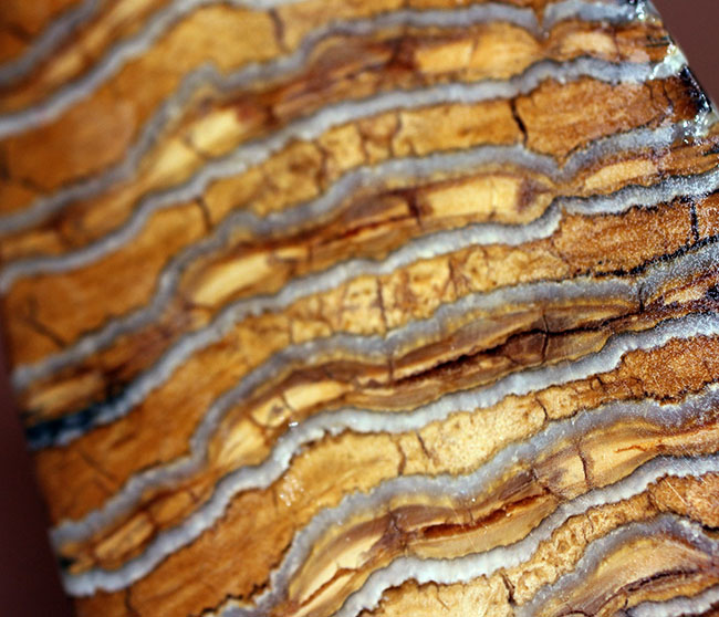 丁寧な光沢仕上げが施されたケナガマンモス（Woolly Mammoth）の臼歯の