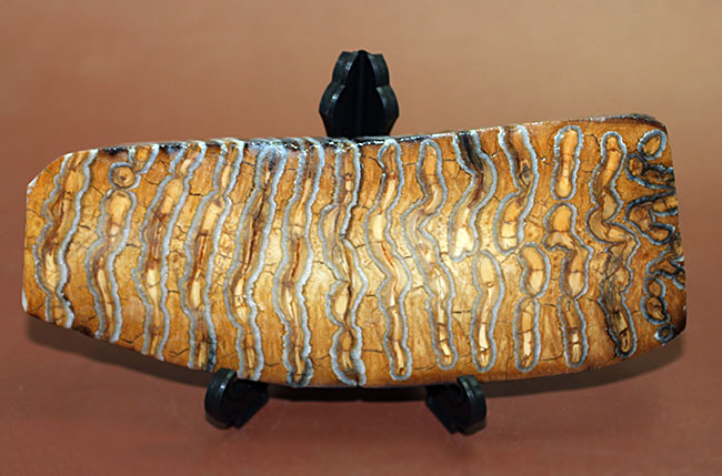 丁寧な光沢仕上げが施されたケナガマンモス（Woolly Mammoth）の臼歯の