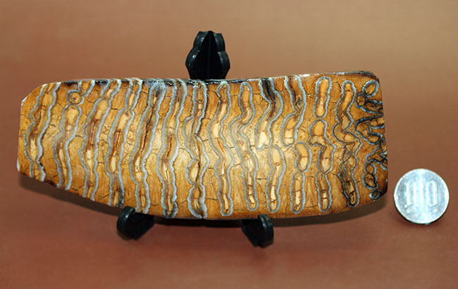 丁寧な光沢仕上げが施されたケナガマンモス（Woolly Mammoth）の臼歯の