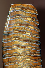 丁寧な光沢仕上げが施されたケナガマンモス（Woolly Mammoth）の臼歯の