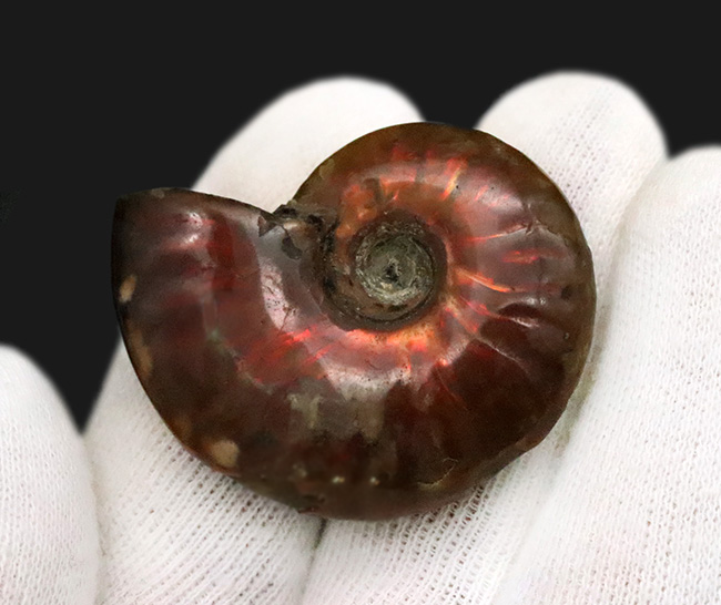 遊色を実物でご体感ください！両面が輝く、マダガスカル産・約1億年前