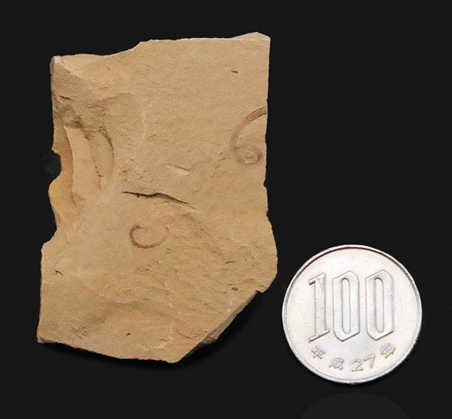 カンブリア紀初期に登場した、極めて初期の古口形動物、クリココスミア