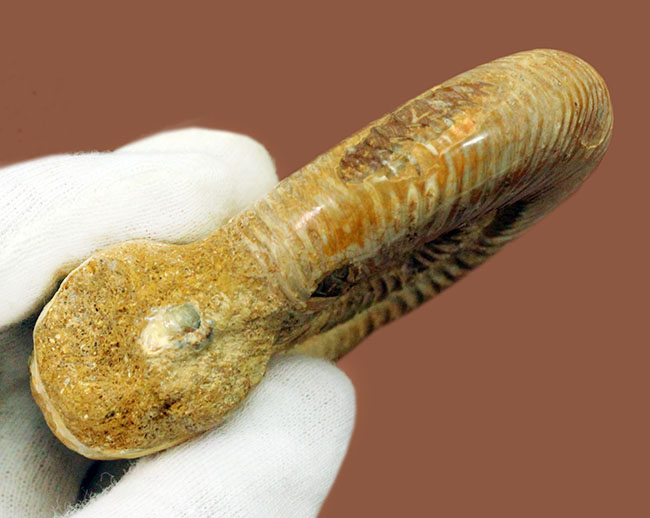 中生代ジュラ紀を代表する、直径8センチオーバーのアンモナイト