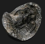 三葉虫 ワリセロプス ロングフォーク（Walliserops）の販売 ｜ 化石