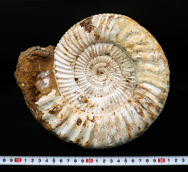 上質！直径最大部22センチ、3kg超え！特大サイズのアンモナイト