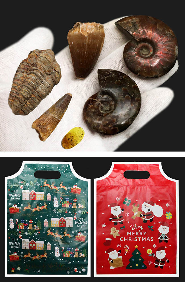 2024年バージョン！数量限定！化石セブンが贈る、恐竜や化石好きの