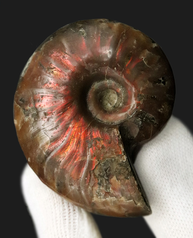 2024年バージョン！数量限定！化石セブンが贈る、恐竜や化石好きの