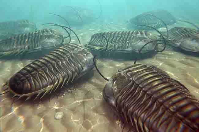 三葉虫 化石 fossil ボリビア産 トライロバイト 三葉虫個体⑦ 三葉虫 化石