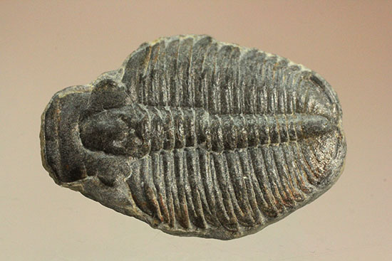 USA三葉虫エルドレドゲオスプ33mm