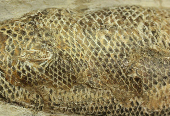 鱗ビッシリ、立体的一億数千万年前のブラジル産絶滅古代魚・ラコレピス