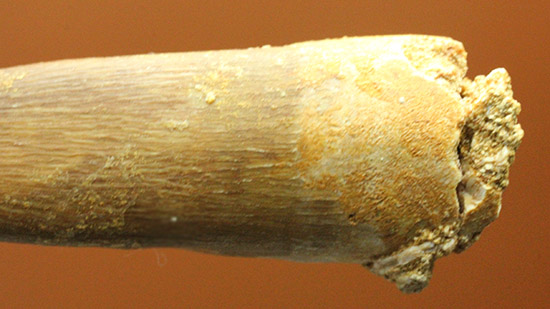 教科書的な首長竜プレシオサウルスの歯化石。特徴的なカーブをご覧