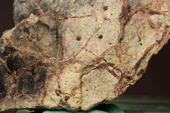 超希少！ ノドサウルスの装甲板とアンキロサウルスの装甲板 超希少