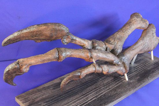 アロサウルス アロサウルス 化石 フットクロウ 恐竜