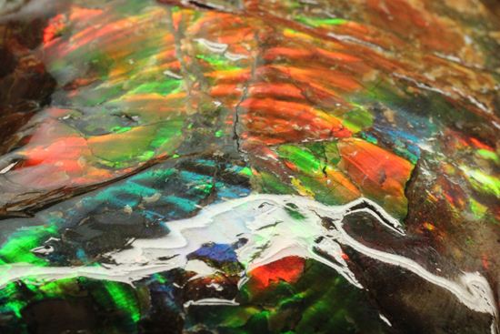 7色アンモライト完全体（カナダ・アルバータ州産） アンモナイト 販売