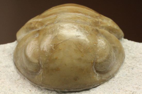 ニレウス アルマジロ [TB70] 三葉虫 化石