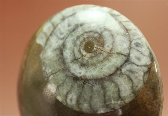模様がきれい！古いタイプのアンモナイト、ゴニアタイトアンモナイト