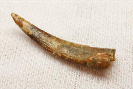 8000万年の翼竜アンハングエラ の鋭く湾曲した歯化石(Anhanguera) 化石