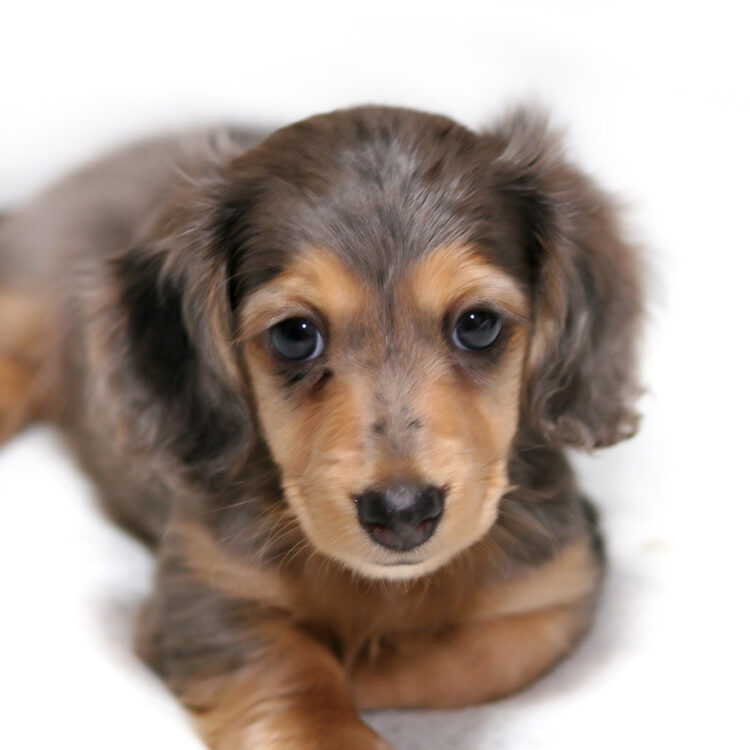 ミニチュア・ダックスフンド - ペットショップ ケン & ワン