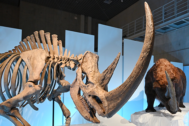 マンモス（販売中）の一覧です。 【特別出品】マンモスの環椎 化石 特大