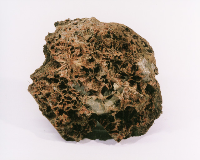 菊花石 自然の菊 サバ菊