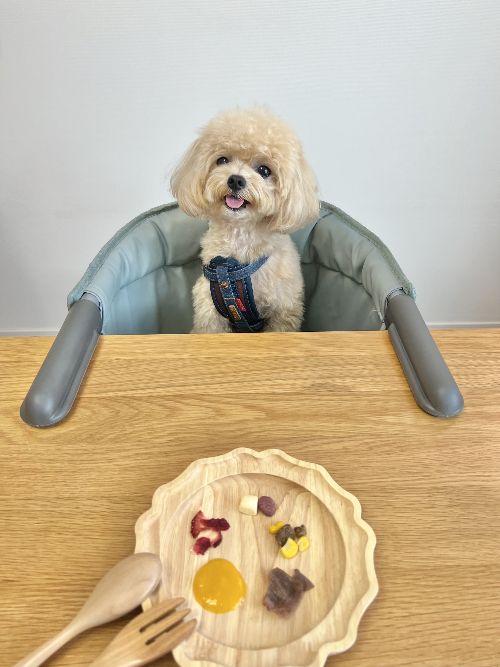 MOGUチェア（もぐチェア）| ペット用テーブルチェア - KISSBABY