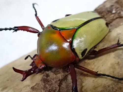 エチオピア産モンビロードツノカナブン39mm