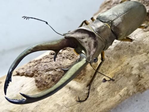 トゥルンカートゥスホソアカ81.5㎜ 昆虫標本 超貴重トゥルンカートゥス